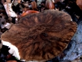 Pluteus umbrosus - Schwarzflockiger Dachpilz - Hoher Giek